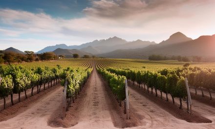 Lo mejor de la tierra es la uva