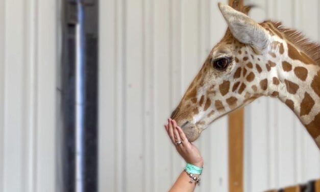 IMPACTANTE LLEGADA DE ANIMALES A PAIPAI, PARQUE ECOTURISTICO EN ENSENADA