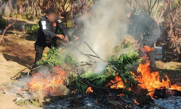 DESTRUYE FUERZA ESTATAL PLANTÍO DE MARIHUANA EN TECATE