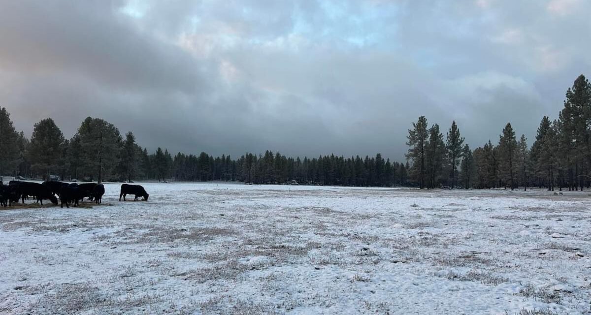AMANECE NEVADA SIERRA DE JUÁREZ; TEMPERATURAS DE -4 GRADOS SE VIVEN EN ESTE MOMENTO
