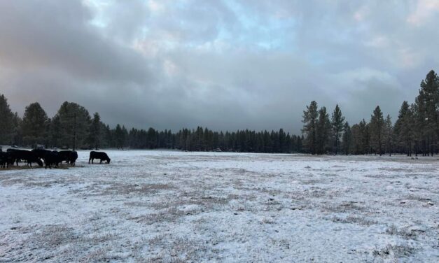 AMANECE NEVADA SIERRA DE JUÁREZ; TEMPERATURAS DE -4 GRADOS SE VIVEN EN ESTE MOMENTO