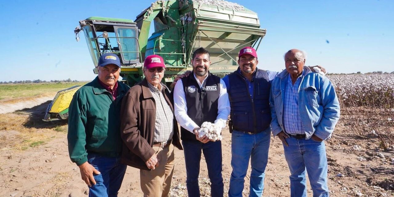 Gestionará Armando Ayala apoyos para productores de algodón del Estado