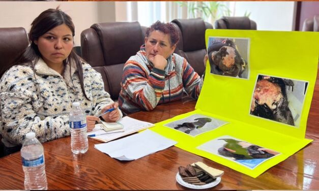 Regidora Daniela Salgado impulsa esterilización obligatoria para las mascotas en Ensenada