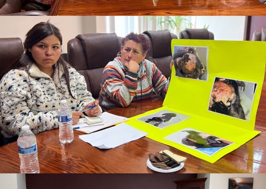 Regidora Daniela Salgado impulsa esterilización obligatoria para las mascotas en Ensenada