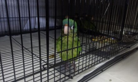 Agentes de CBP en los puertos de entrada de San Diego incautan 28 loros y 3 gallinas; Queria cruzar los loros atados al tobillo