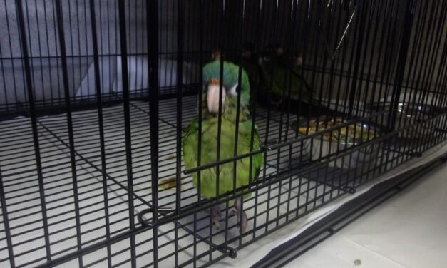 Agentes de CBP en los puertos de entrada de San Diego incautan 28 loros y 3 gallinas; Queria cruzar los loros atados al tobillo