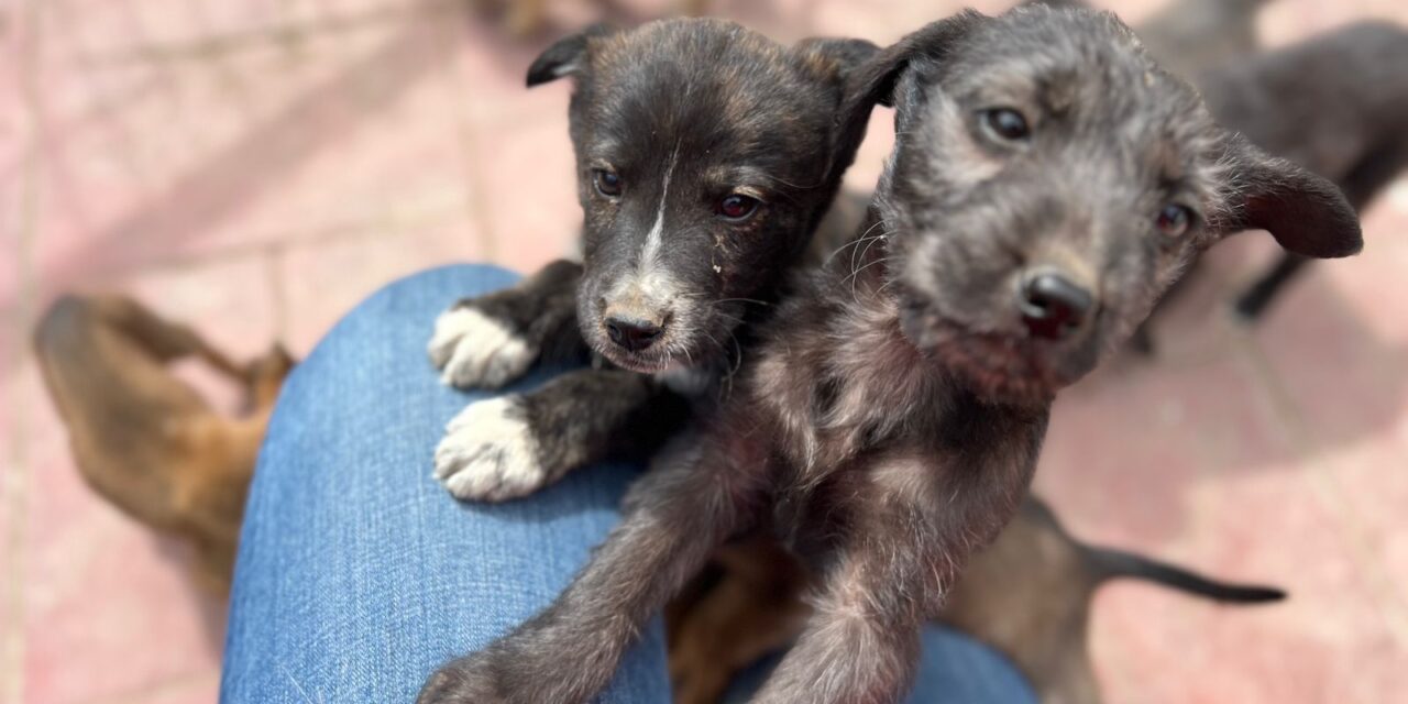 Esterilización Obligatoria y Adopción Responsable: Claves para Combatir el Abandono Animal en Ensenada