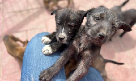 Esterilización Obligatoria y Adopción Responsable: Claves para Combatir el Abandono Animal en Ensenada