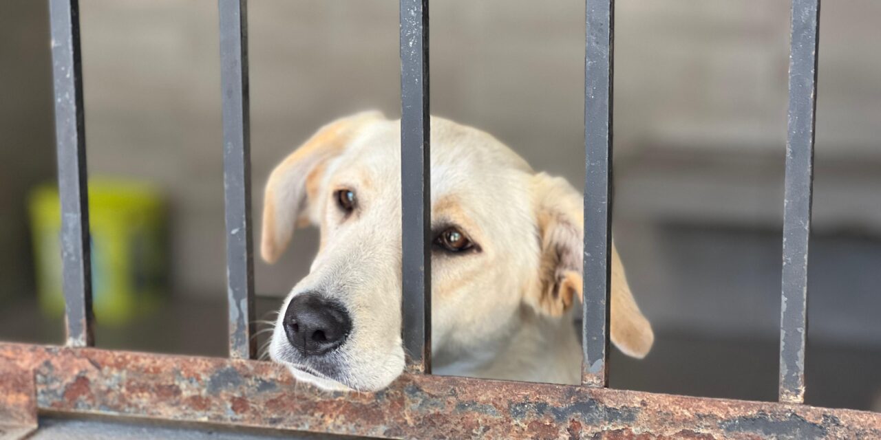 Presenta regidora del PRI denuncia ante Sindicatura por presunto desvío en obra del Centro Canino por 6.4 MDP
