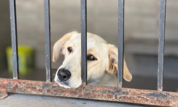 Presenta regidora del PRI denuncia ante Sindicatura por presunto desvío en obra del Centro Canino por 6.4 MDP