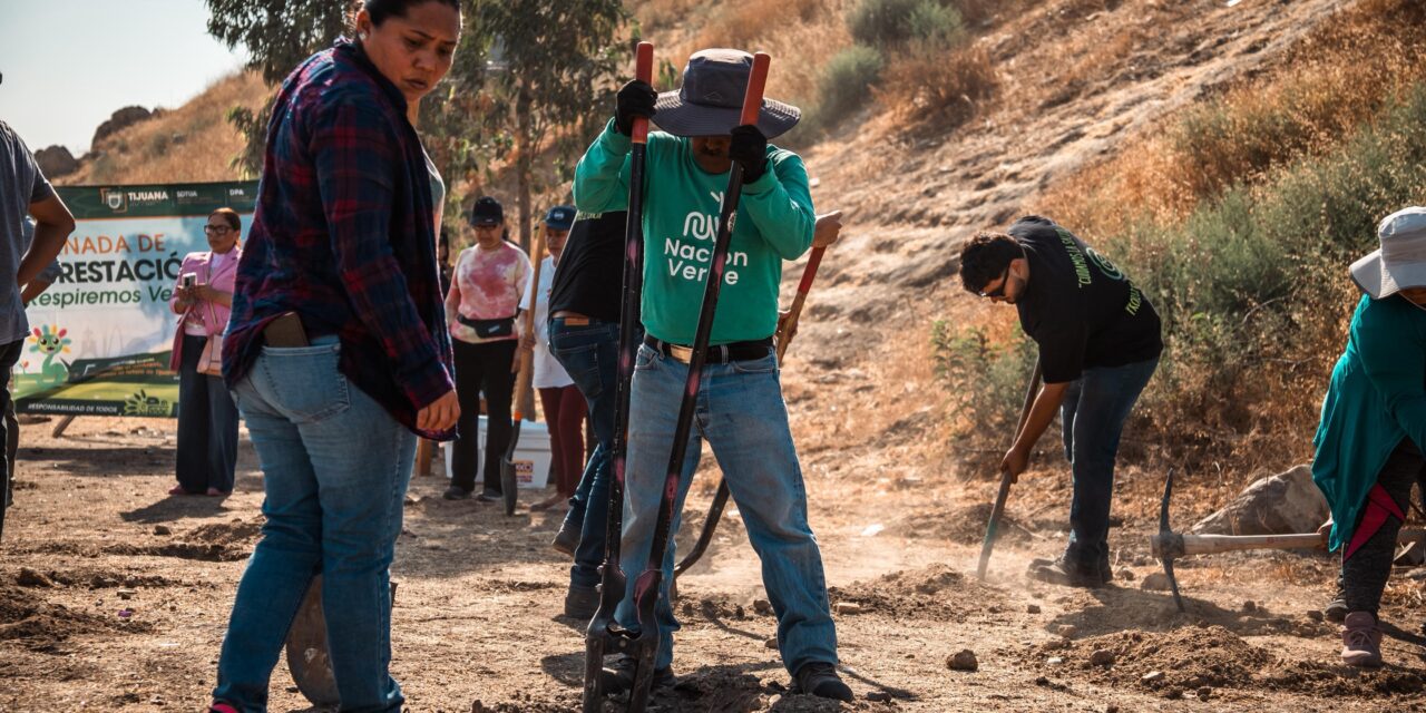 Realiza Gobierno de Tijuana macro jornada de forestación ‘Respiremos Verde’