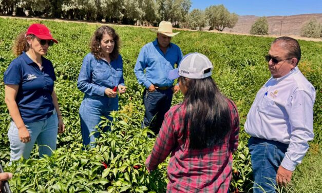 REFUERZA SADER BC ACCIONES PARA EL CONTROL DEL PICUDO DEL CHILE EN EL VALLE DE LA TRINIDAD