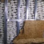 Agentes de CBP decomisaron más de 3.000 libras de metanfetamina en la garita de carga de Otay Mesa