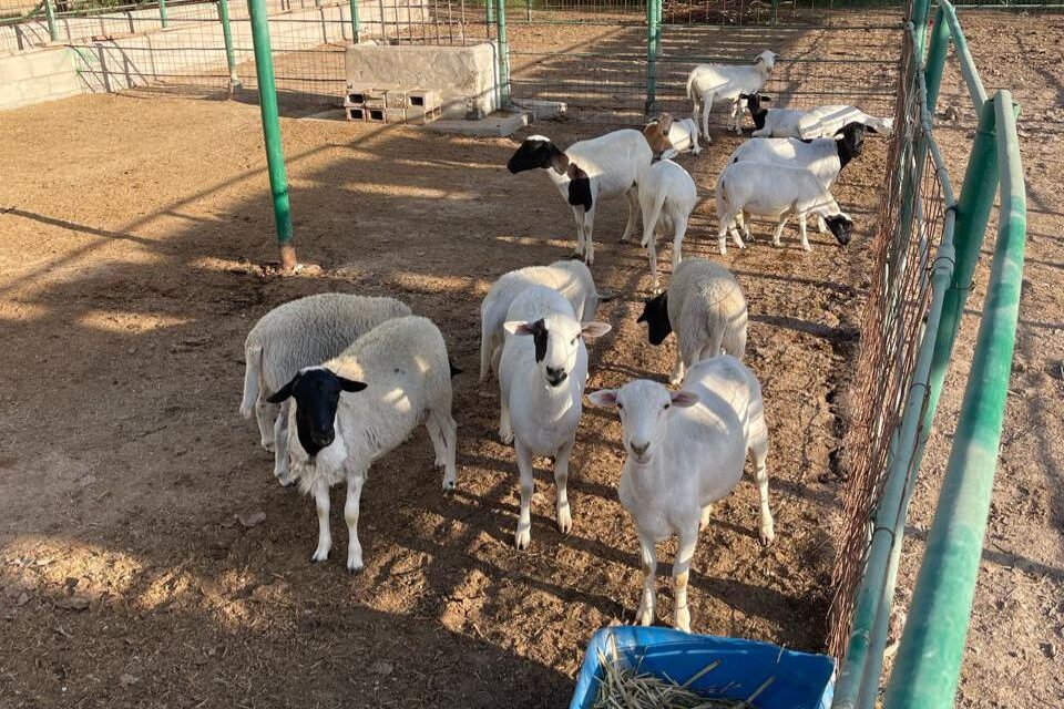 FRENA SADER BC ROBO DE GANADO EN EL VALLE DE MEXICALI