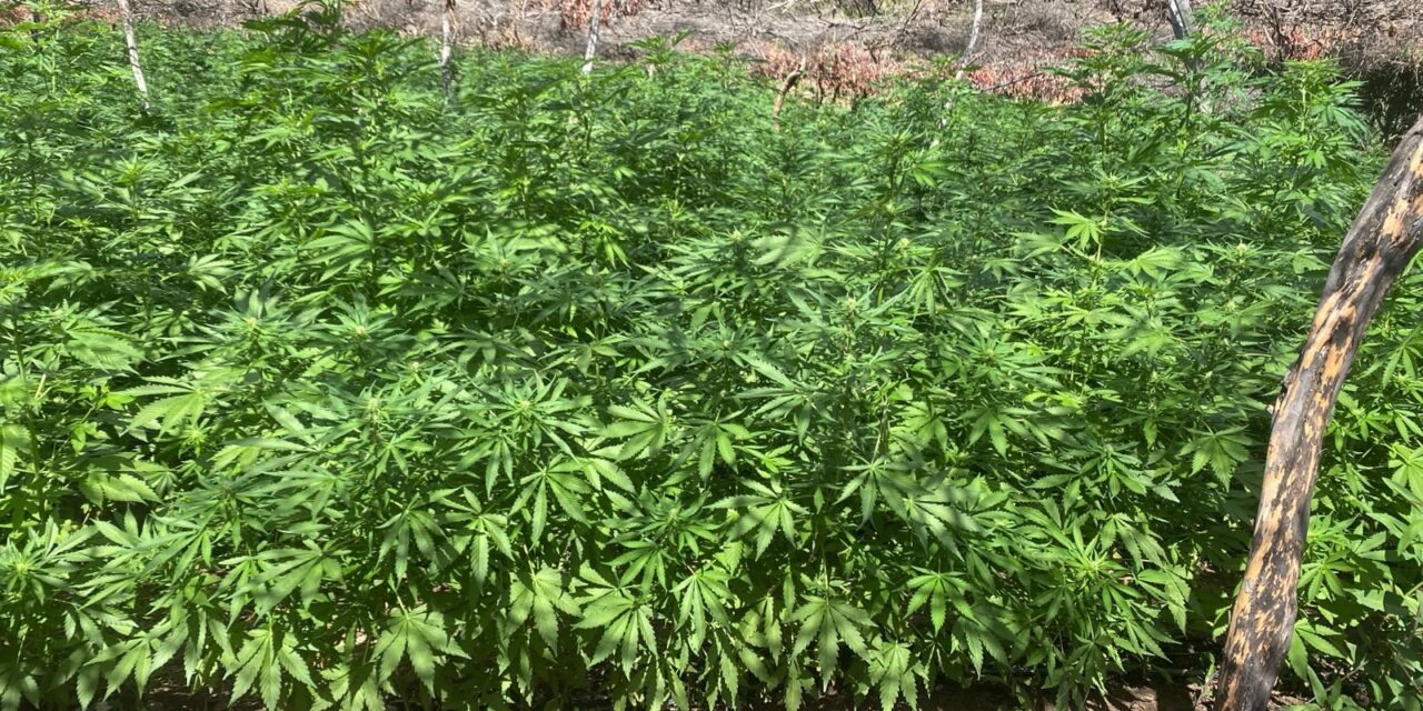 DESTRUYE ARMADA DE MÉXICO PLANTÍO DE MARIHUANA EN LAS CERCANÍAS DE TIJUANA