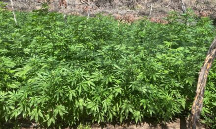 DESTRUYE ARMADA DE MÉXICO PLANTÍO DE MARIHUANA EN LAS CERCANÍAS DE TIJUANA