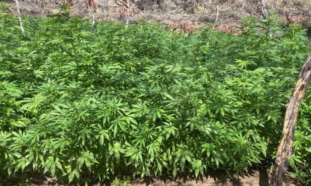 DESTRUYE ARMADA DE MÉXICO PLANTÍO DE MARIHUANA EN LAS CERCANÍAS DE TIJUANA